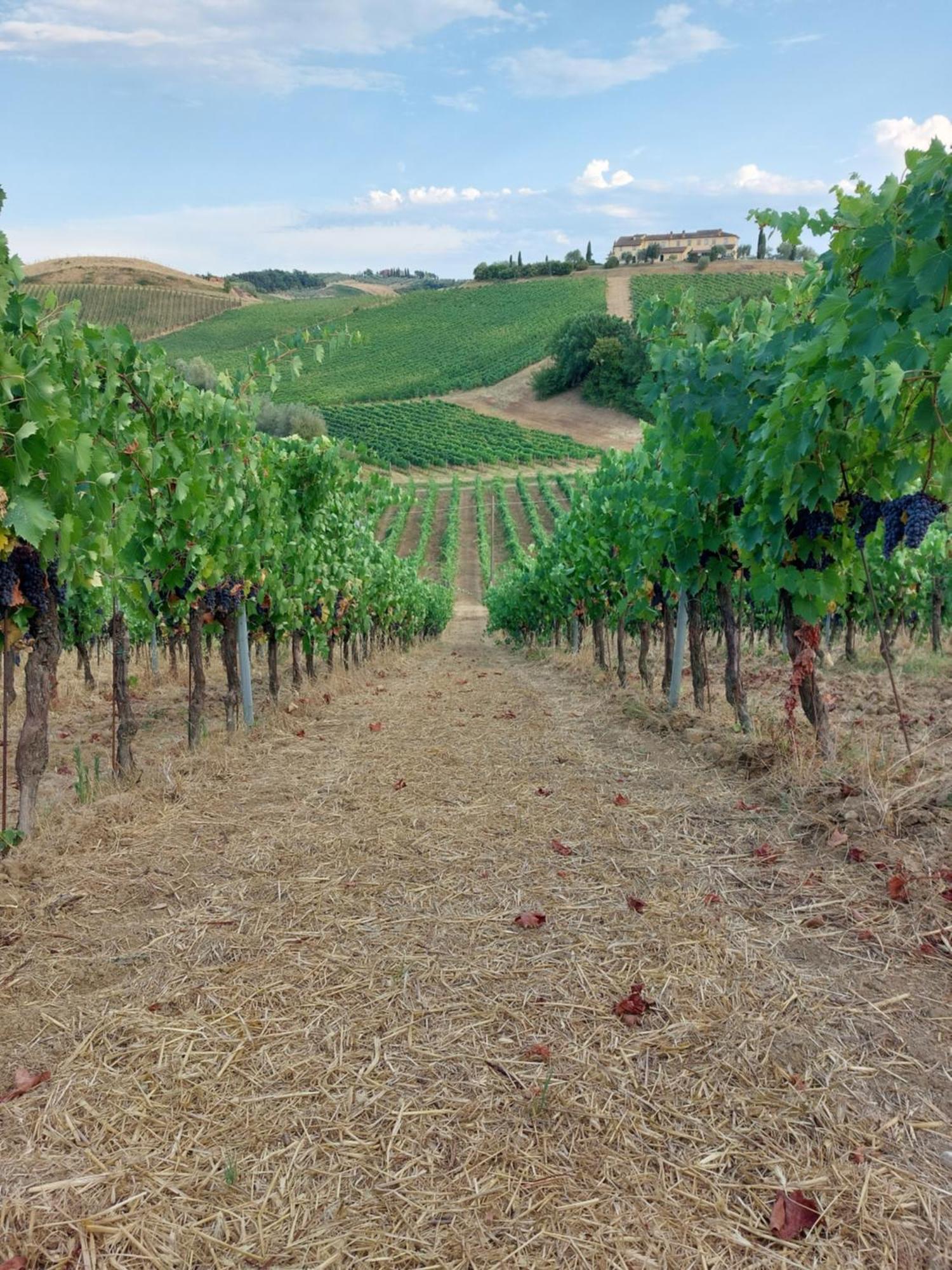 Agriturismo Corte In Poggio Stabbia Exteriör bild